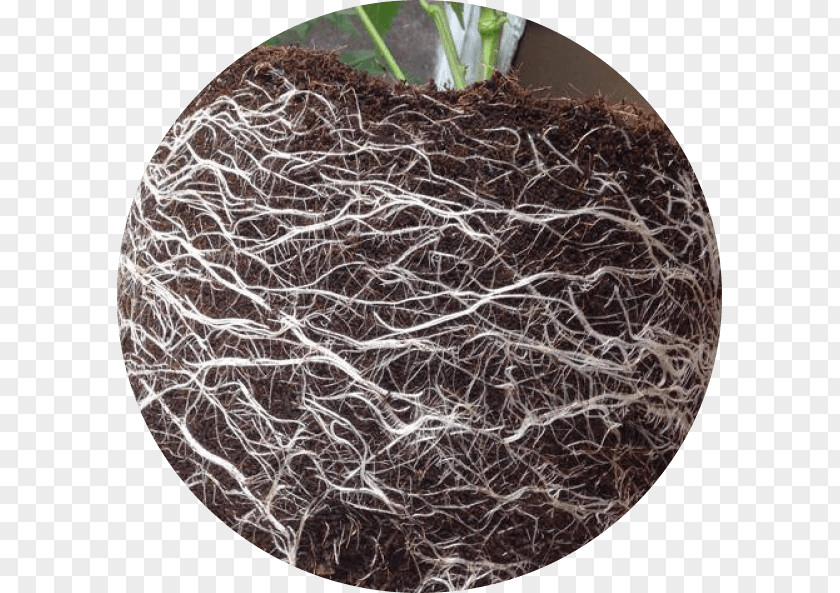 Root Plant Branching PNG