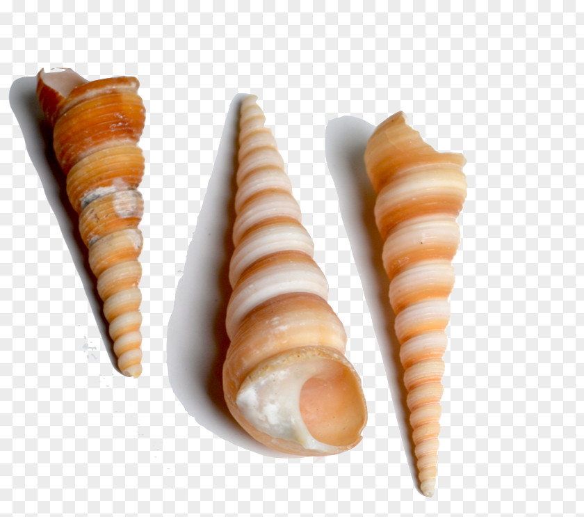 Seashell Conchology Spiral Cowry Sea Snail PNG