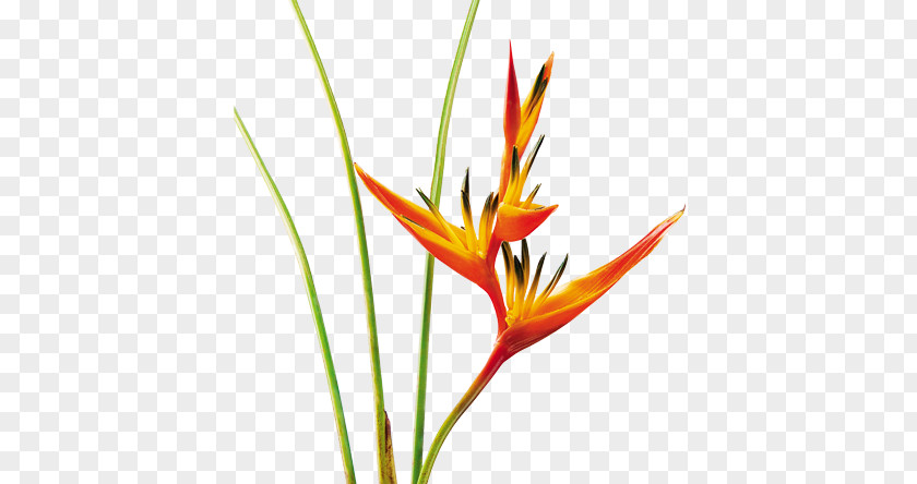 Tropical Garden Heliconia Psittacorum Bihai False Bird Of Paradise Flower Drawing PNG