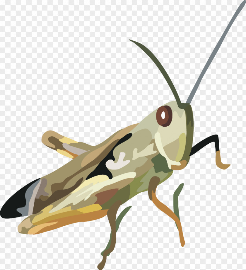 Vector Beetle Locust Grasshopper Insect PNG