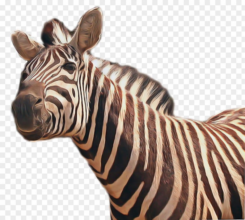 Wildlife Animal Figure Zebra Cartoon PNG