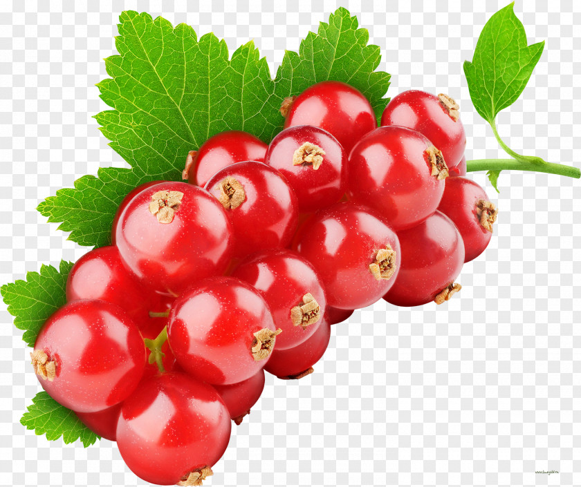 Berries Tutti Frutti Fruit Redcurrant Berry Health PNG