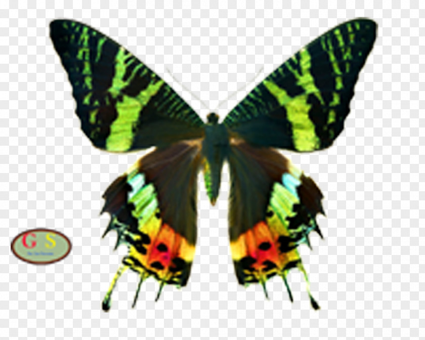 Butterfly Symmetry Line Parantica Aspasia Papilio Demoleus PNG