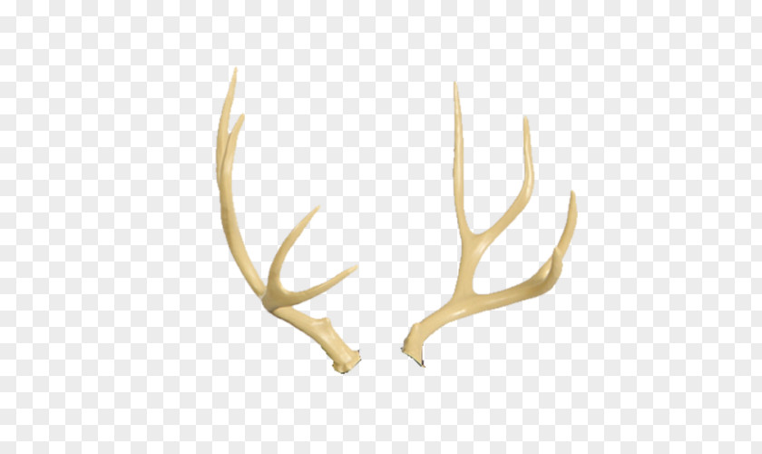 Deer White-tailed Antler Moose Elk PNG