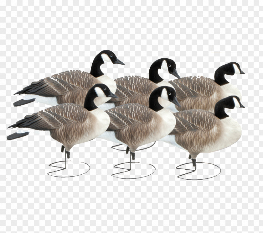 Goose Canada Duck Mallard Decoy PNG
