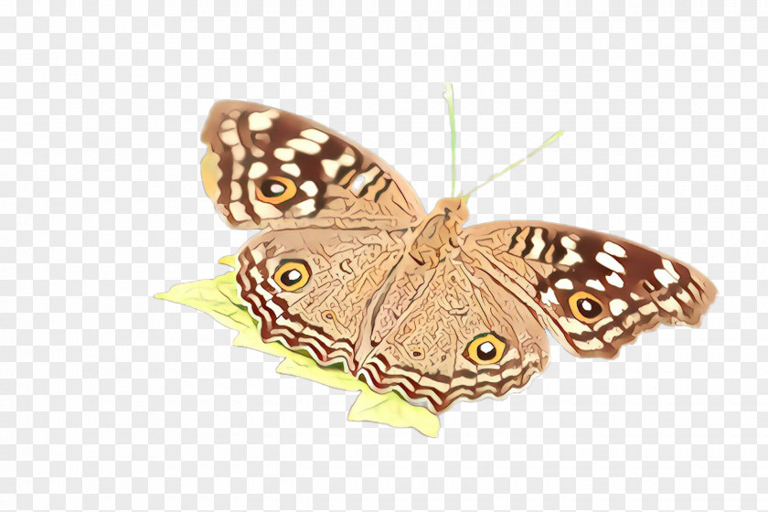 Moths And Butterflies Butterfly Cynthia (subgenus) Insect Moth PNG