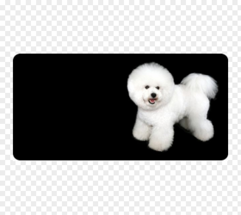 Puppy Bichon Frise Maltese Dog Breed Companion PNG