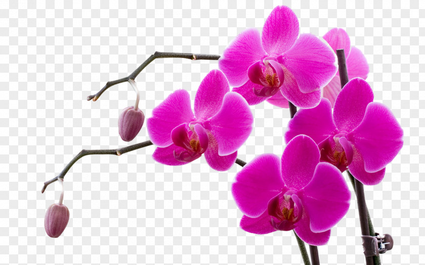 Purple Orchid Orchids Doritaenopsis Flower Violet PNG