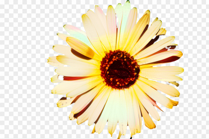 Artificial Flower Camomile Flowers Background PNG
