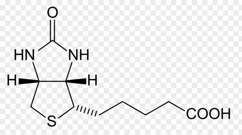 Biotinylation Dietary Supplement Avidin Chemistry PNG