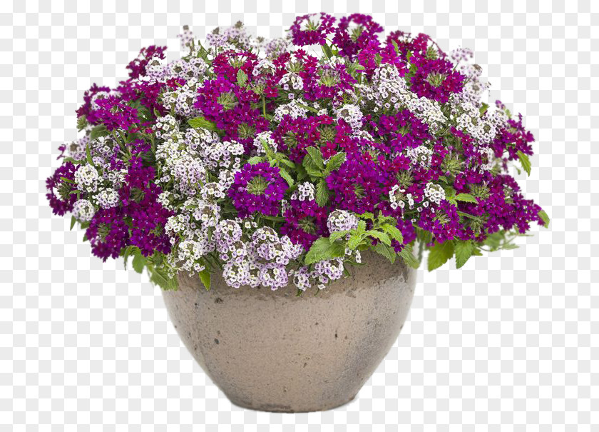 Flower Container Garden Flowerpot Vervain PNG