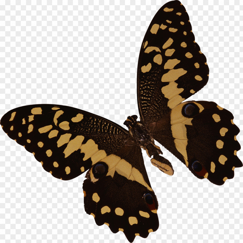 Insect Butterfly Cat Clip Art PNG