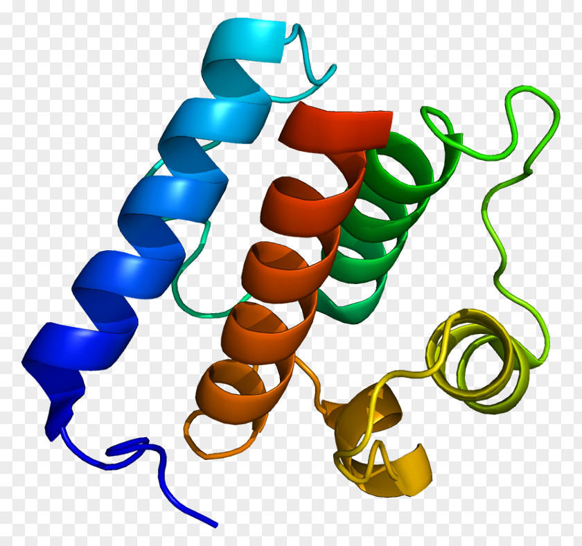 NDC80 Kinetochore Protein NUF2 SPC24 PNG