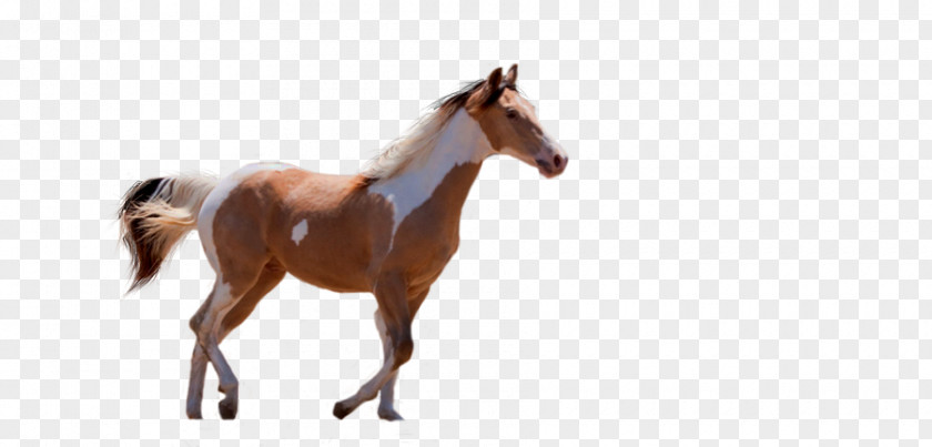 American Paint Horse Urdu Pony Dream PNG