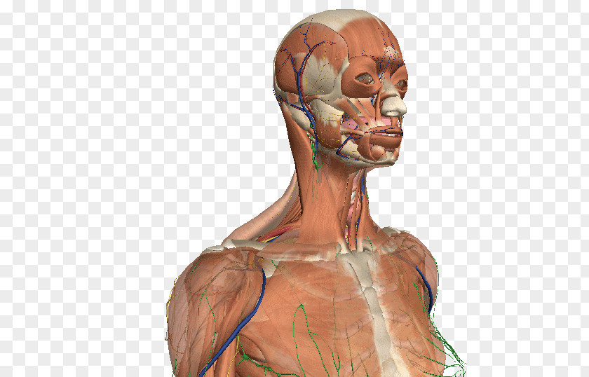 Cuerpo Muscle Homo Sapiens Character Shoulder Jaw PNG