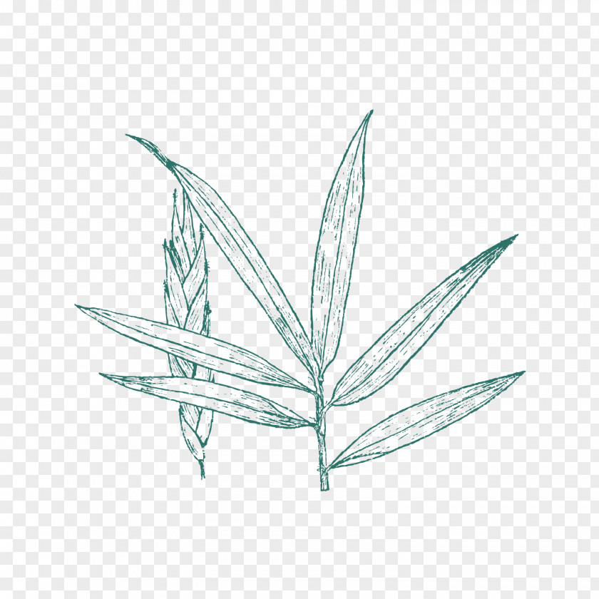 M Grasses Drawing LeafBotanic Button /m/02csf Black & White PNG