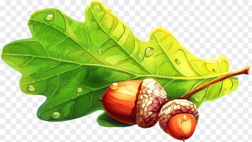 Common Fig Oak Tree Drawing PNG