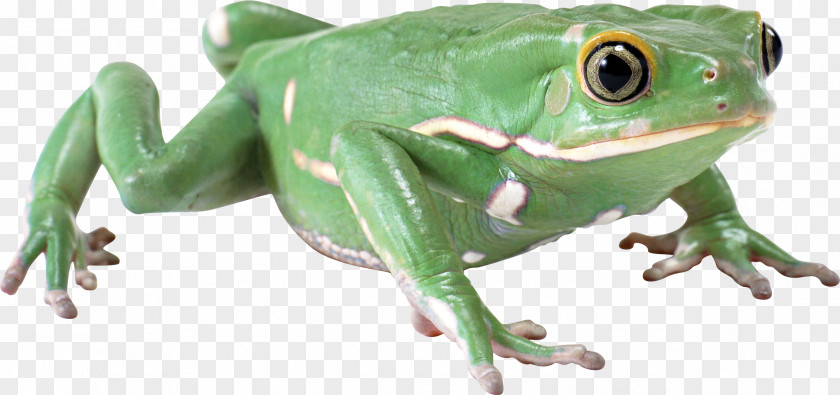Green Frog Wallpaper PNG