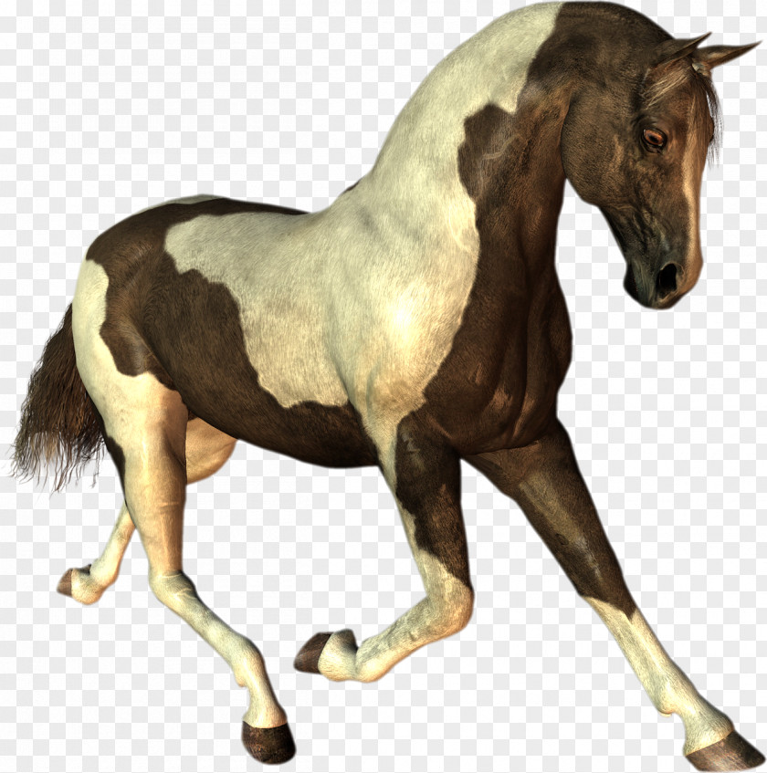 Horse Mustang Stallion Dog Cat PNG