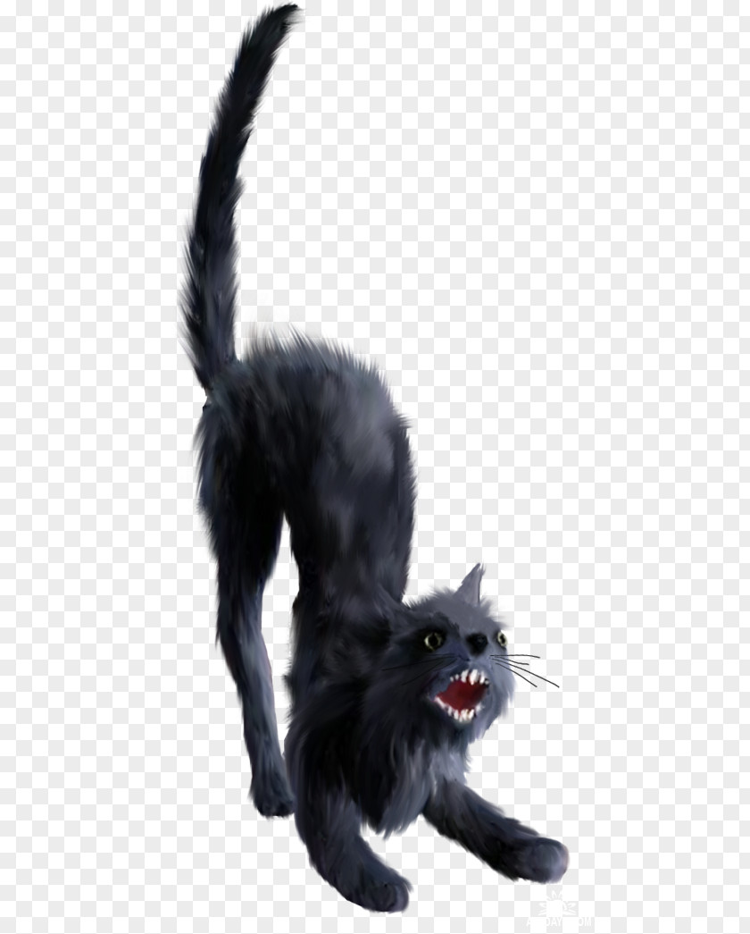 Kitten Black Cat Bombay Whiskers Nebelung PNG