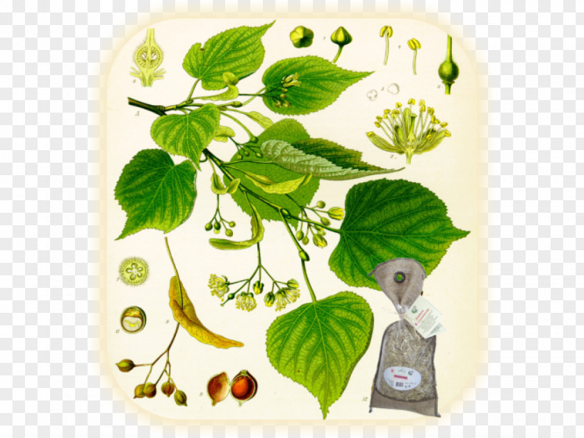 Plant Köhler's Medicinal Plants Tilia Cordata Tree PNG