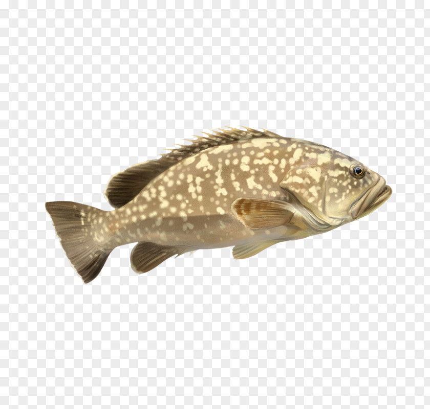 Cherne Altovise White Grouper Fish Species 0 PNG