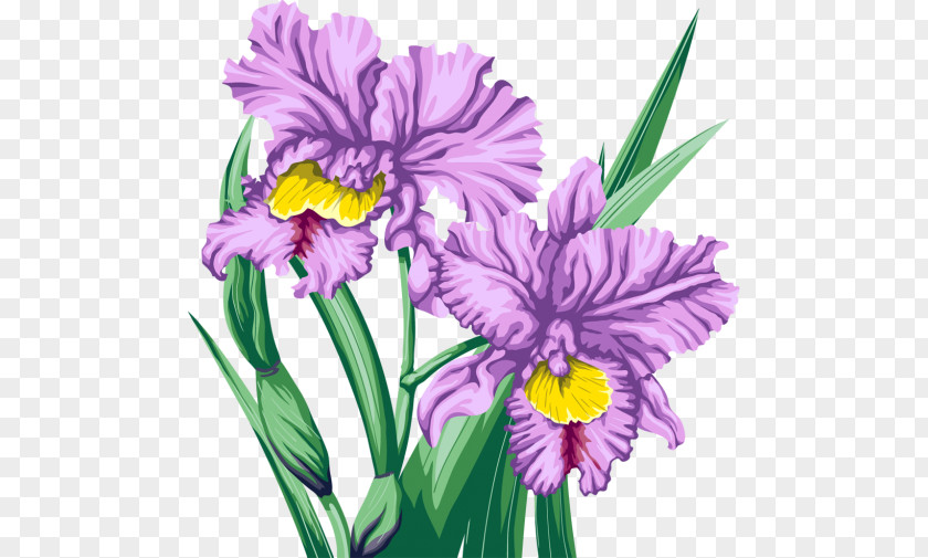 Flower Cut Flowers Violet PNG