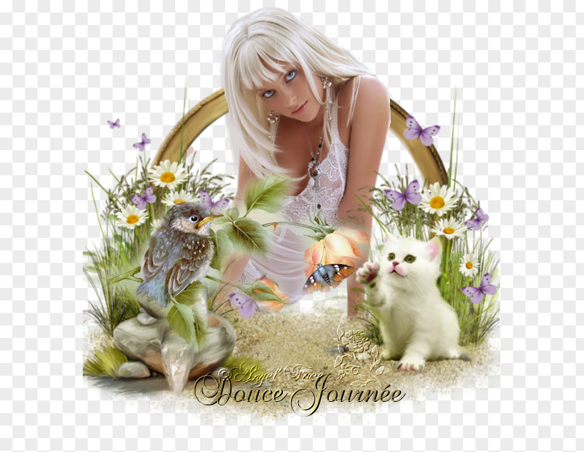 Kitten Picture Frames Photography Film Frame PNG