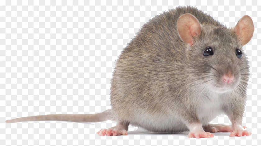 Pc Mouse Computer Rodent Murids Black Rat PNG