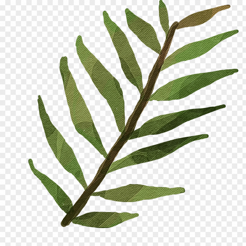 Plant Stem Vascular Leaf Flower Tree PNG