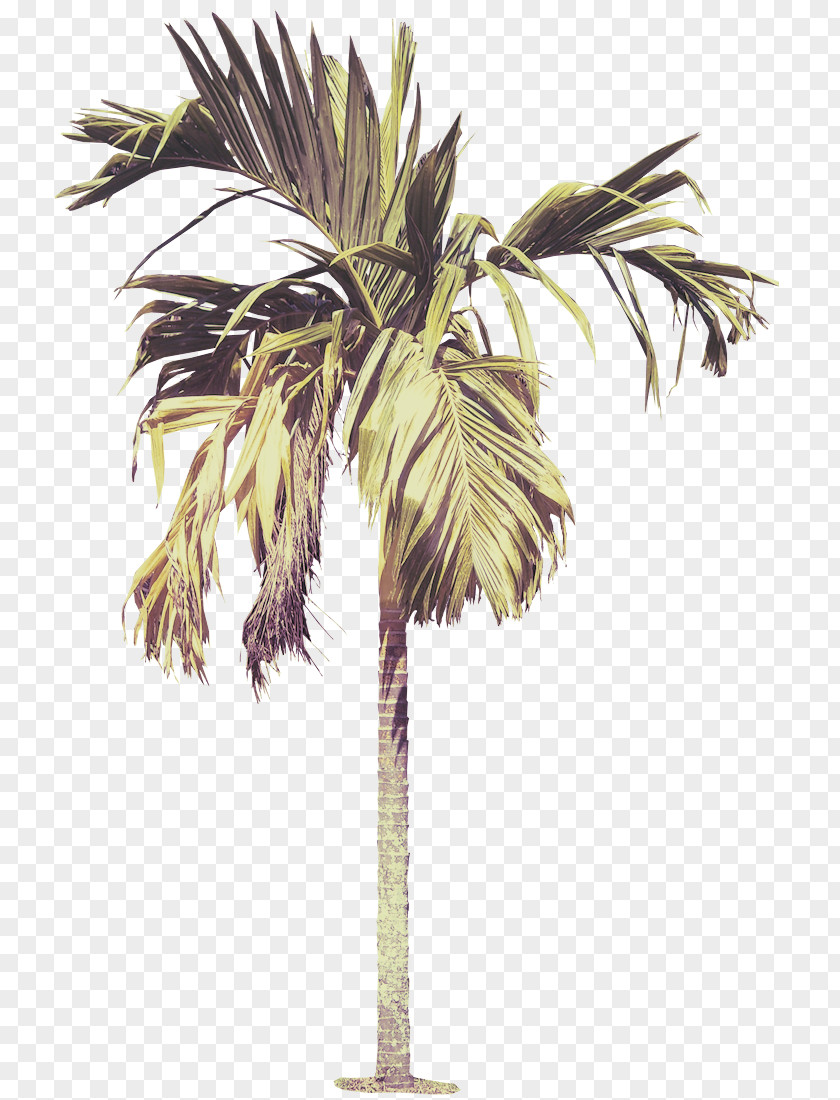 Sabal Palmetto Elaeis Palm Tree PNG