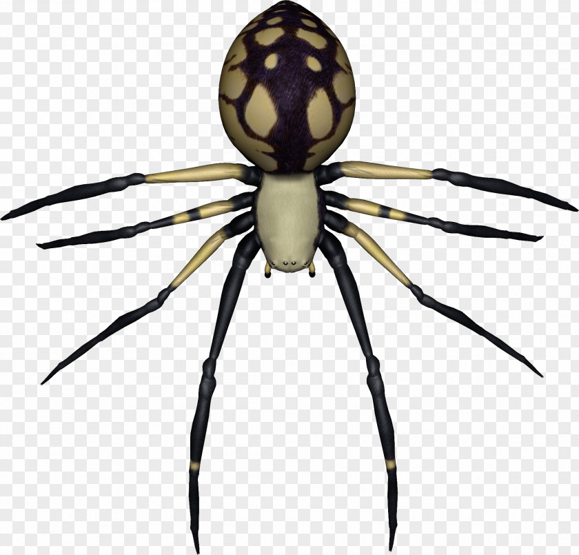 Spider Image Spider-Man Southern Black Widow Web PNG