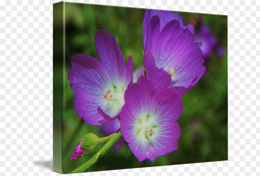 Botanical Flowers Violet Plant Gallery Wrap Lilac Flower PNG