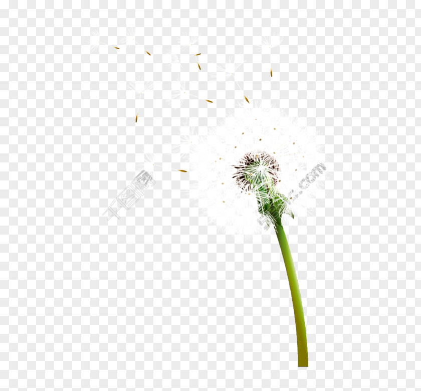 Dandelion Flower Plant Stem Stock Photography Close-up PNG