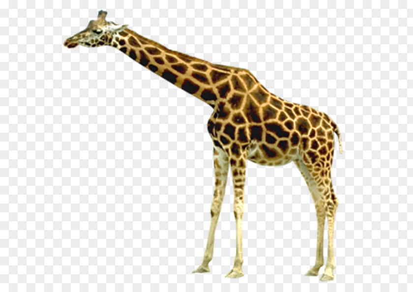 Giraffe Head Out Northern Clip Art PNG