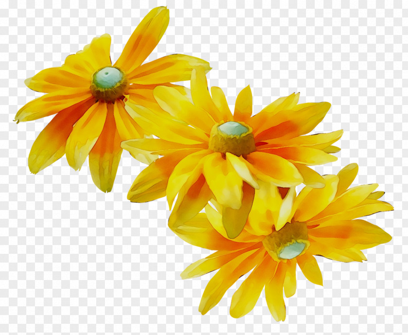Pot Marigold Yellow Cut Flowers PNG