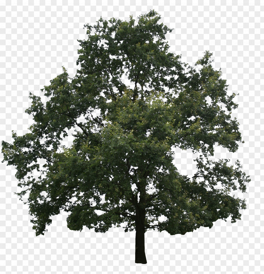 Tree Oak Fir Conifers Evergreen PNG