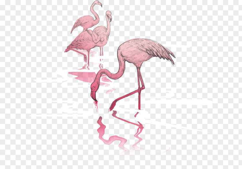 Flamingos Water Bird Agencja Interaktywna Bloomnet Vertebrate PNG