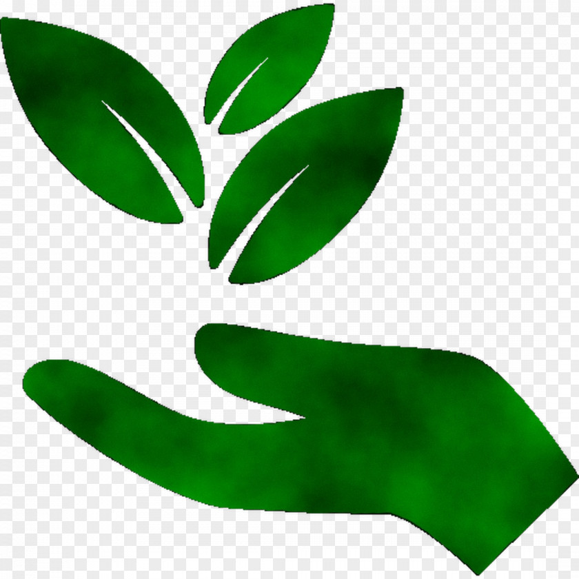 Leaf Cinnamomum Kanehirae Camphor Tree Essential Oil Soil PNG