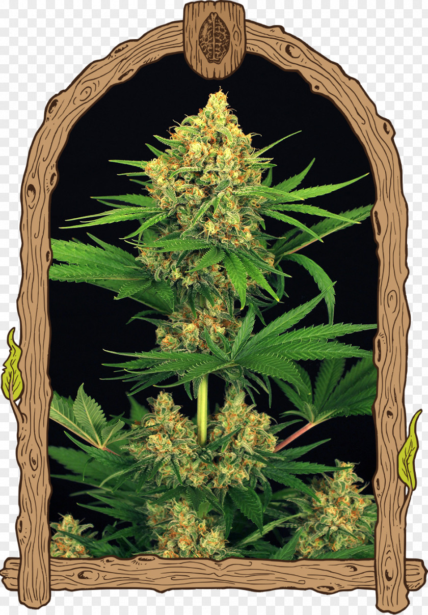 Tangerine Cannabis Cannabaceae Hemp Plant Family PNG