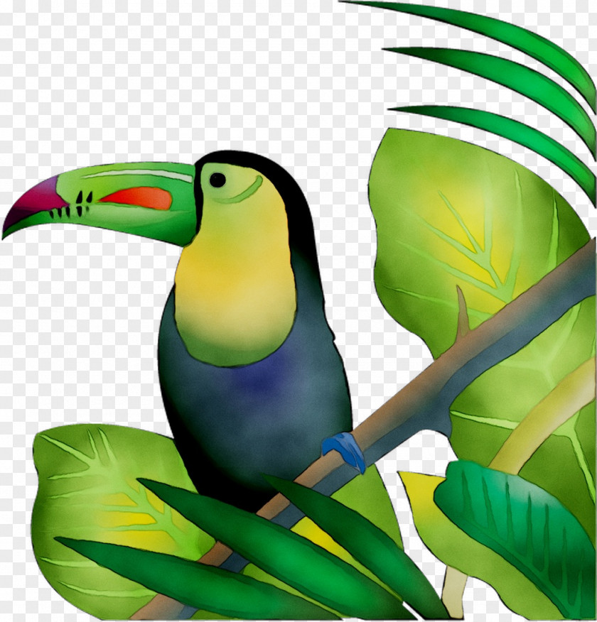 Toucan Clip Art Parrot Illustration Graphics PNG
