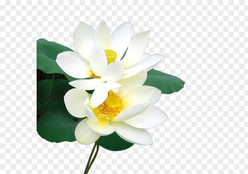 Flawless White Lotus Download Icon PNG