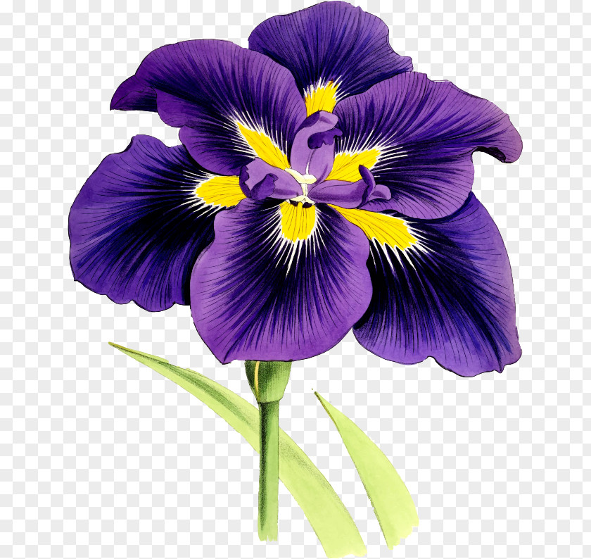 Flower Northern Blue Flag Violet Iris Family Madonna Lily PNG