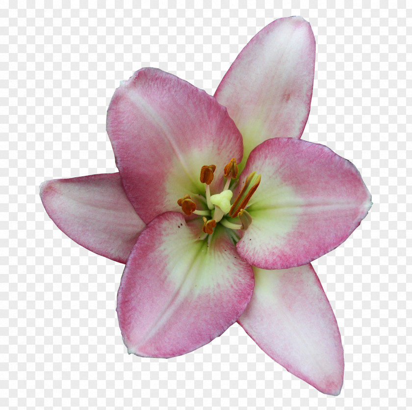 Lilium Digital Image Daylily PNG