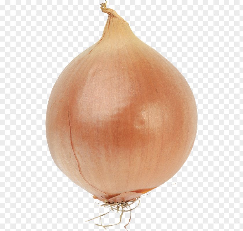 Onion Bulb Onions Vegetable Red PNG