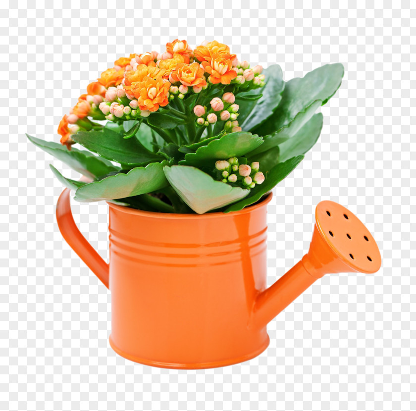 Plant Florist Kalanchoe Houseplant Succulent Flowerpot Garden PNG