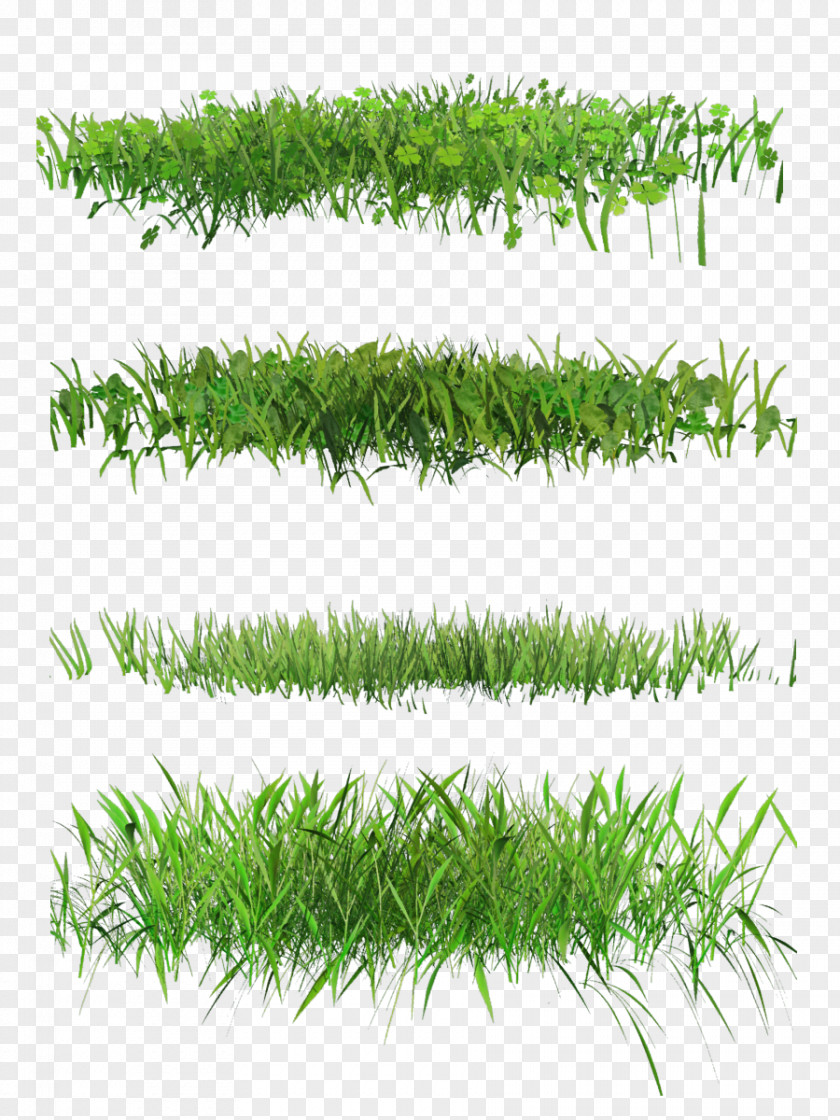 Spring Grass Lawn Desktop Wallpaper PNG