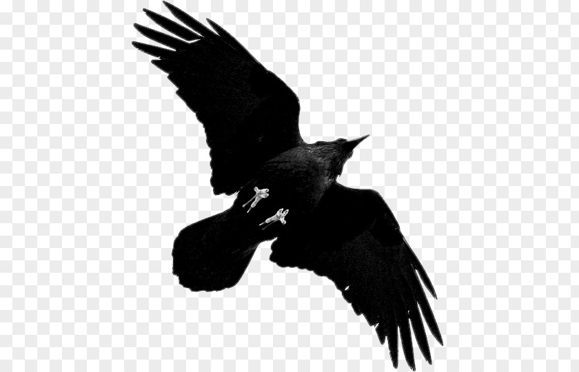 Bird American Crow Rook Bald Eagle Common Raven PNG