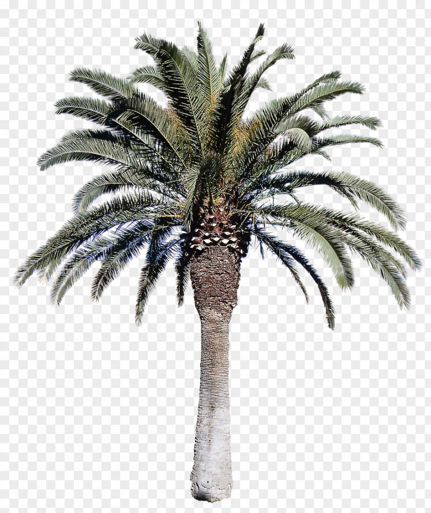 Fruit Borassus Flabellifer Palm Tree PNG