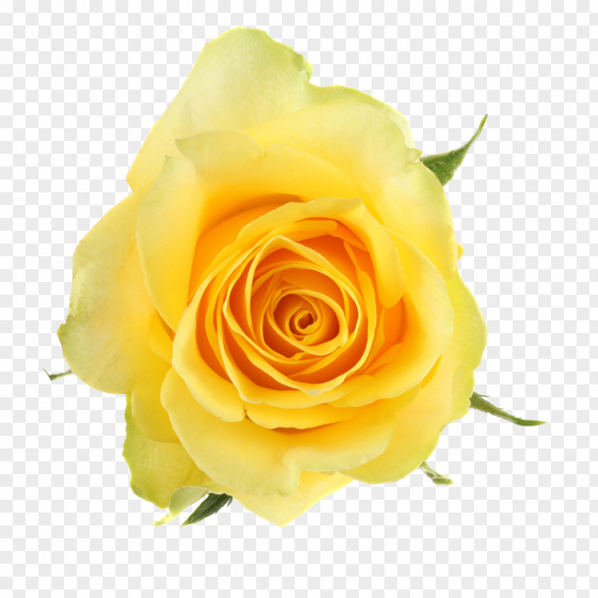 Garden Roses Cabbage Rose Floribunda Cut Flowers Qualirosa B.V. PNG